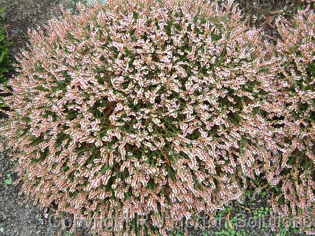 Heather Calluna vulgaris Tib